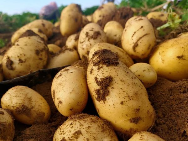 如何選購好的水溶肥